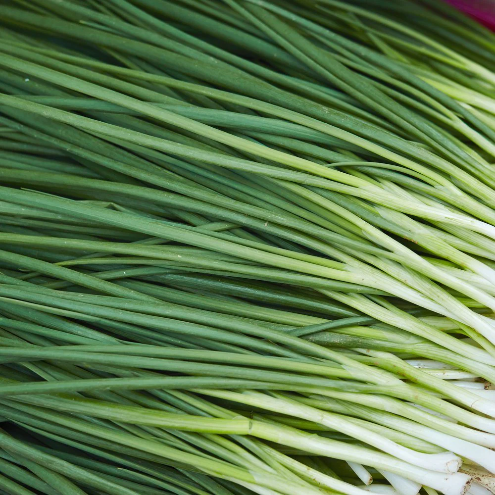Tokyo Long White Bunching/Scallion Onion Seeds - Image 4