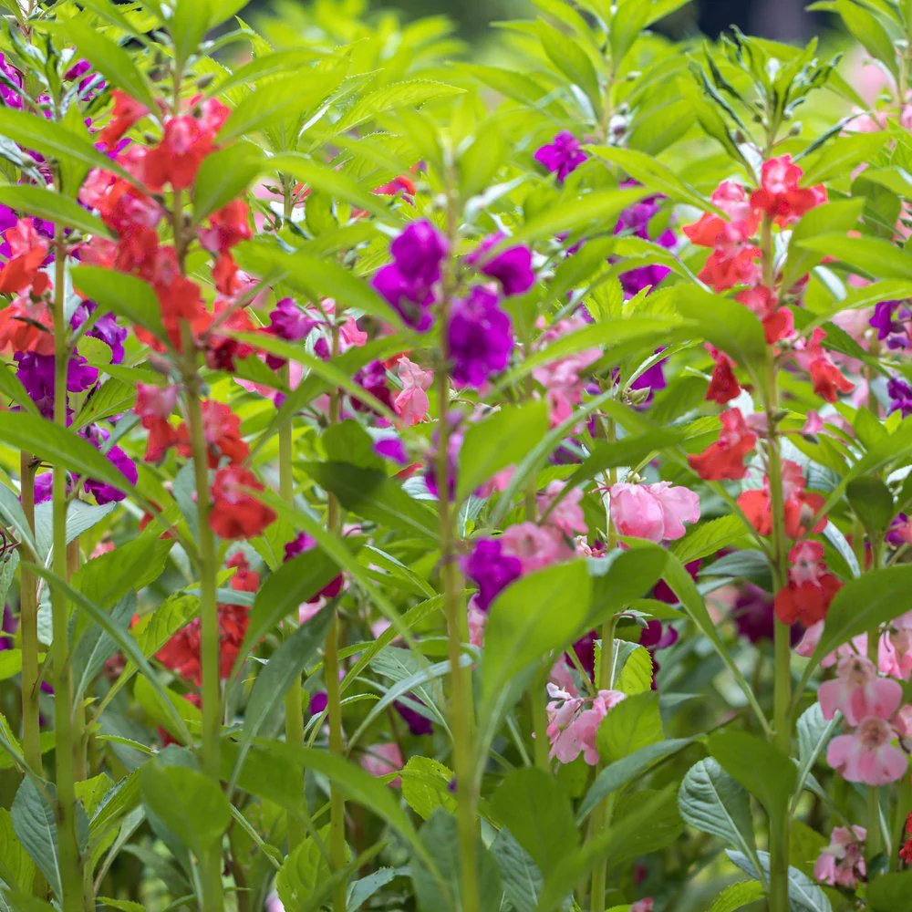Tom Thumb Blend Balsam Seeds - Image 4