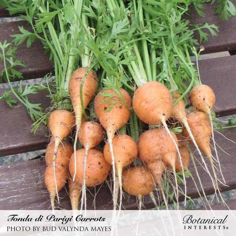 Tonda di Parigi Carrot Seeds - Image 4