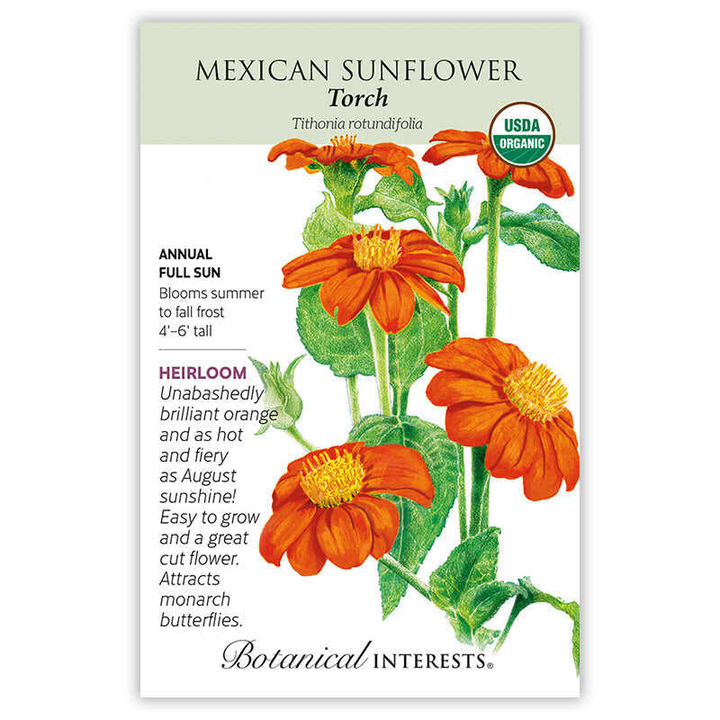 Torch Mexican Sunflower Seeds - Image 3