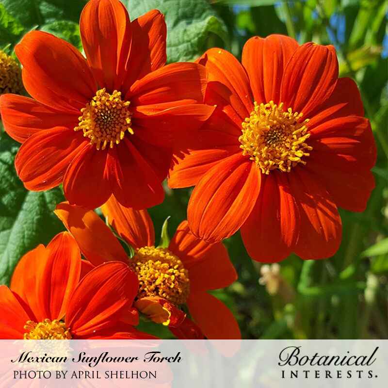 Torch Mexican Sunflower Seeds - Image 4