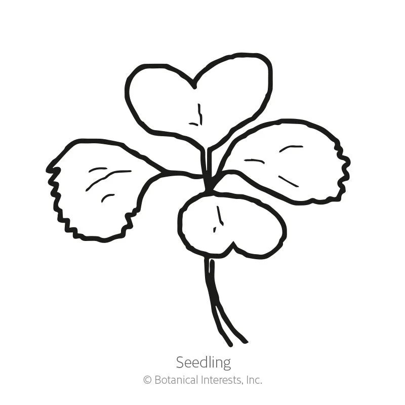 Toy Choy Bok Choy Seeds - Image 2