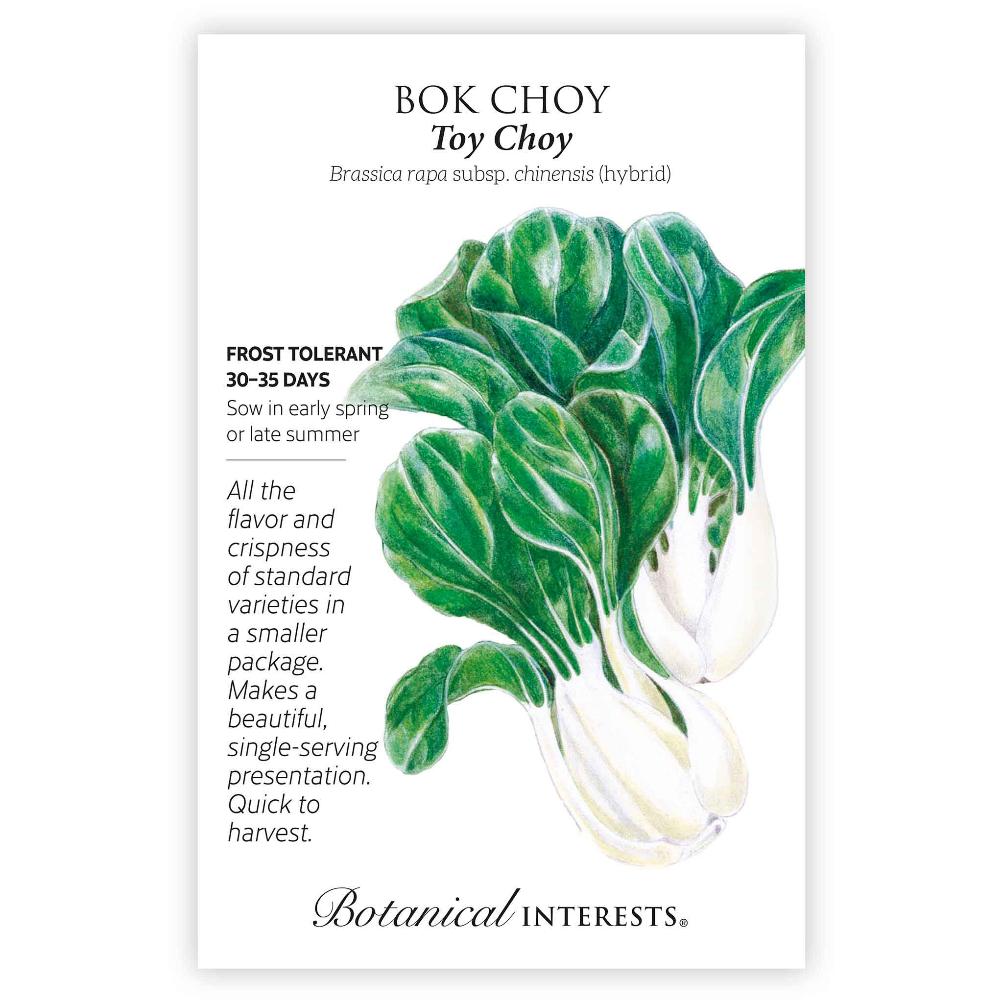 Toy Choy Bok Choy Seeds - Image 3