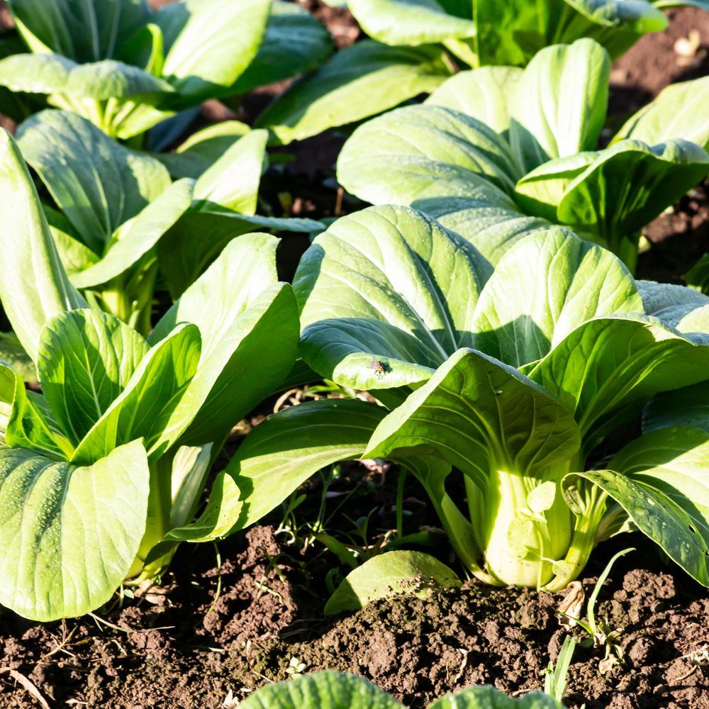 Toy Choy Bok Choy Seeds - Image 4