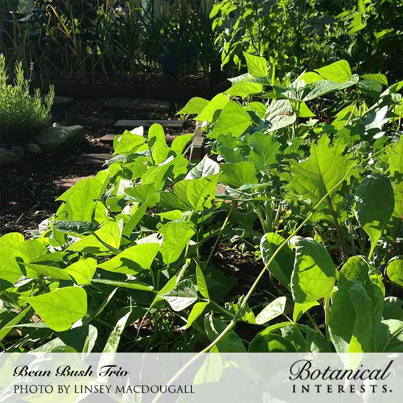 Trio Bush Bean Seeds - Image 4