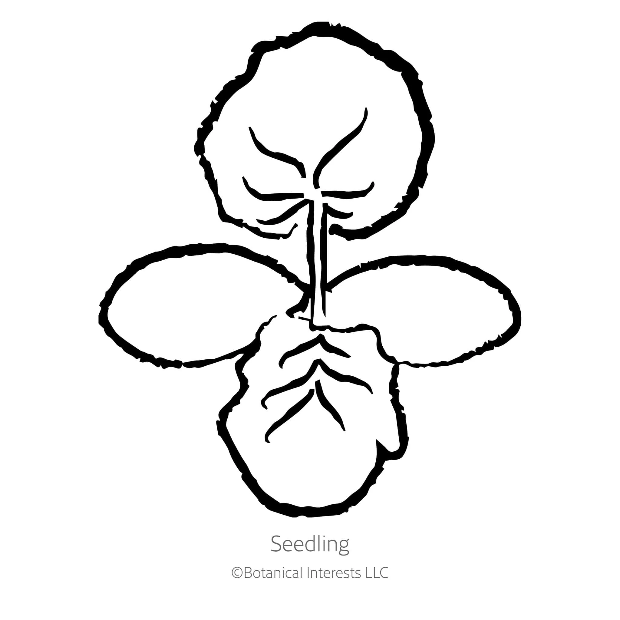 Triumph Summer Squash Seeds - Image 2