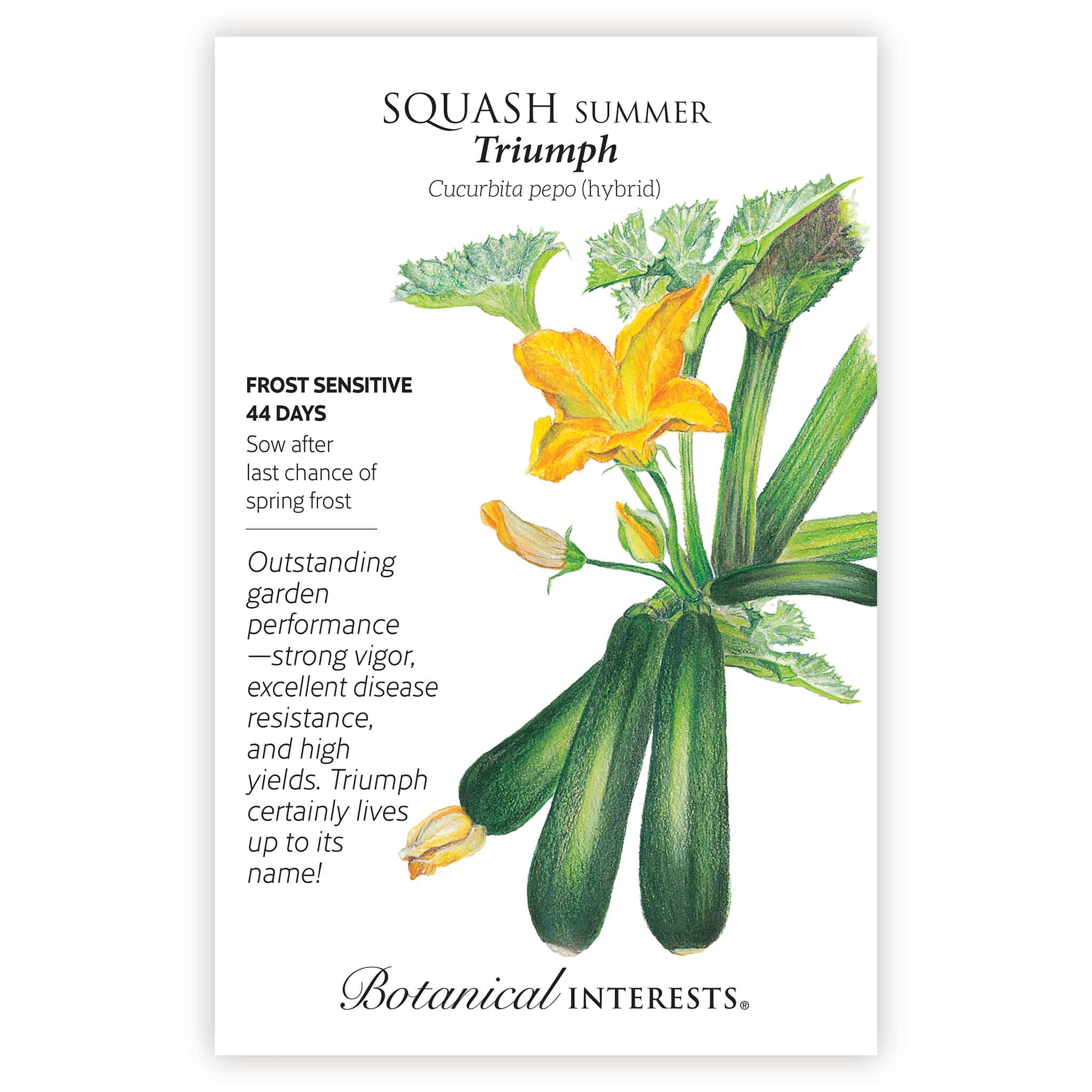 Triumph Summer Squash Seeds - Image 3