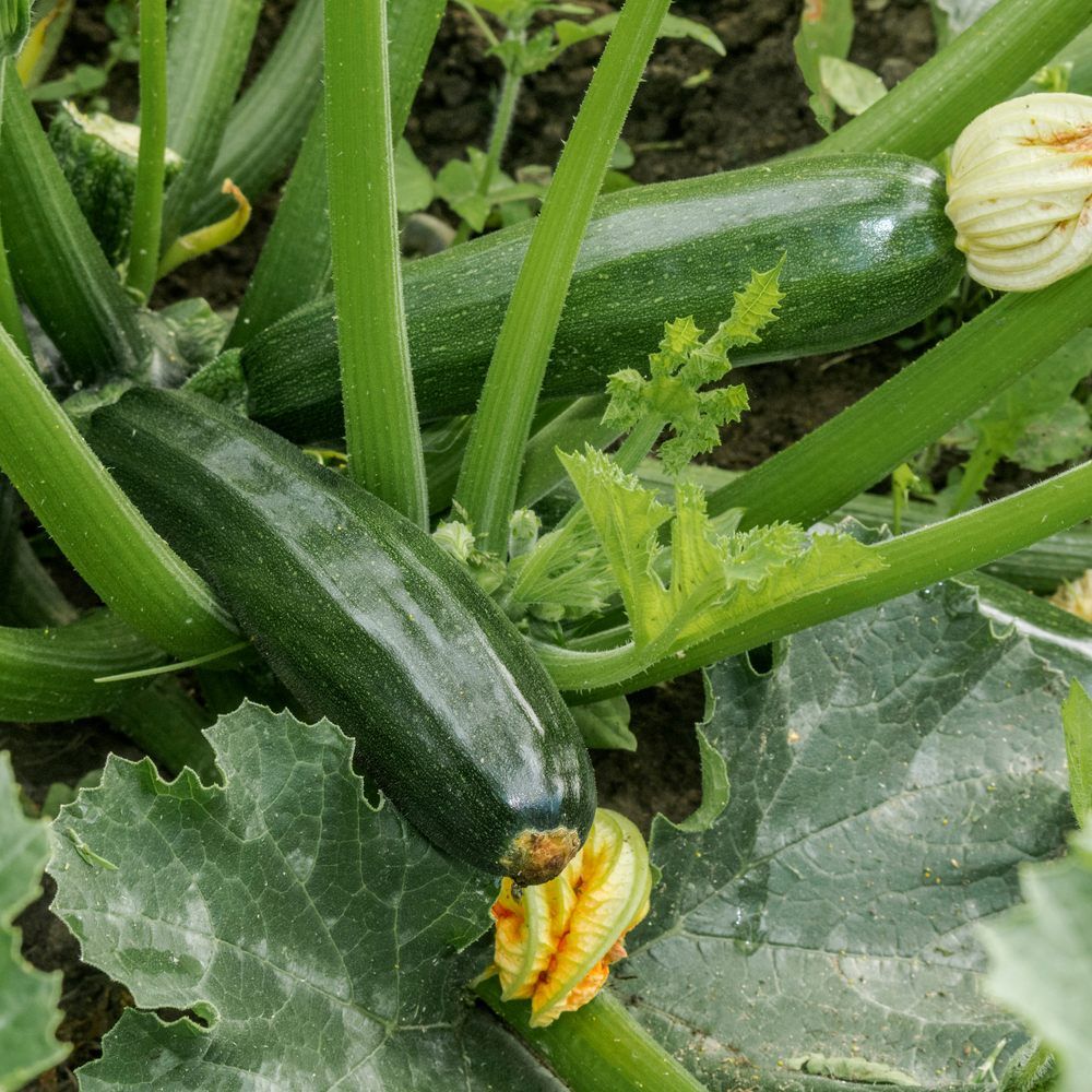 Triumph Summer Squash Seeds - Image 4