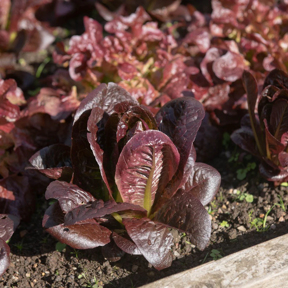Truchas Mini-Romaine Lettuce Seeds - Image 4