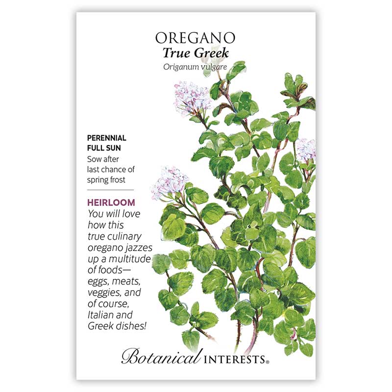 True Greek Oregano Seeds - Image 3