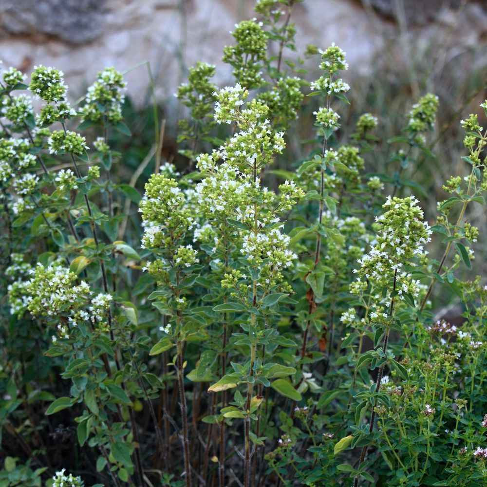 True Greek Oregano Seeds - Image 4