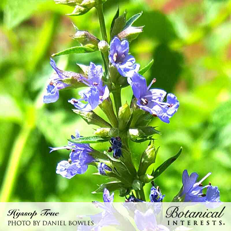 True Hyssop Seeds - Image 4