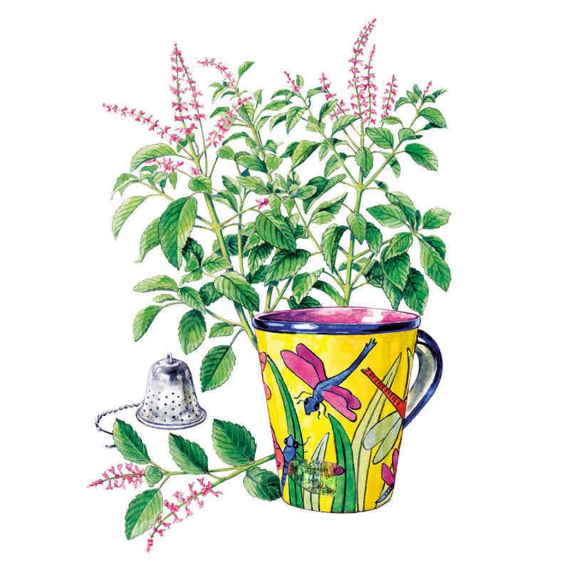 Tulsi Holy Basil Seeds