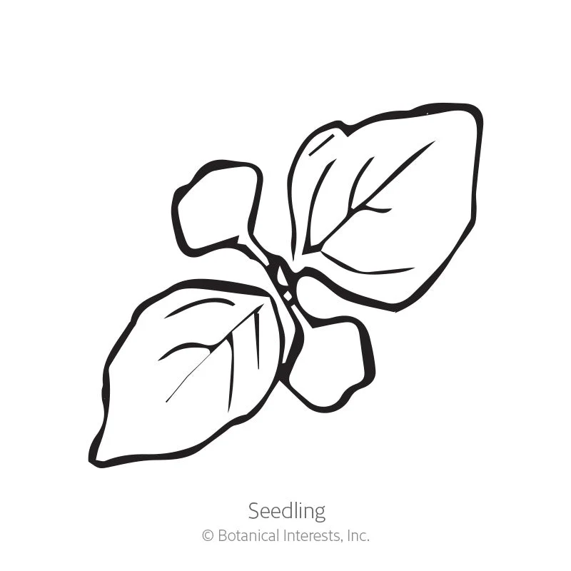 Tulsi Holy Basil Seeds - Image 2