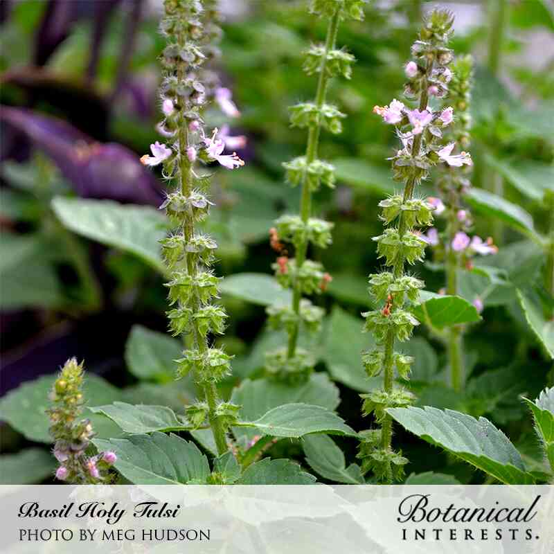 Tulsi Holy Basil Seeds - Image 4