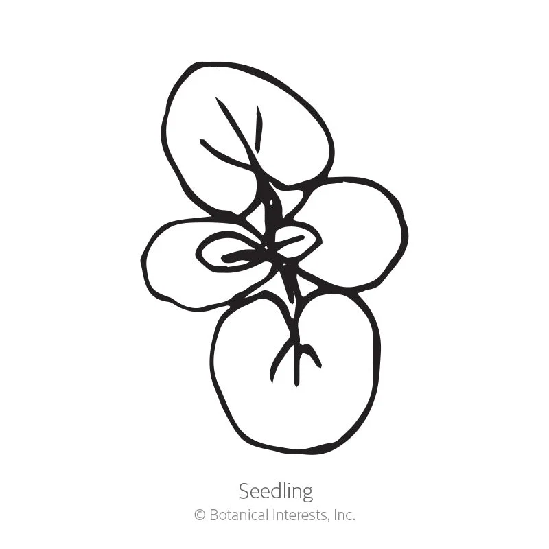 Tweedia Milkweed/Butterfly Flower Seeds - Image 2