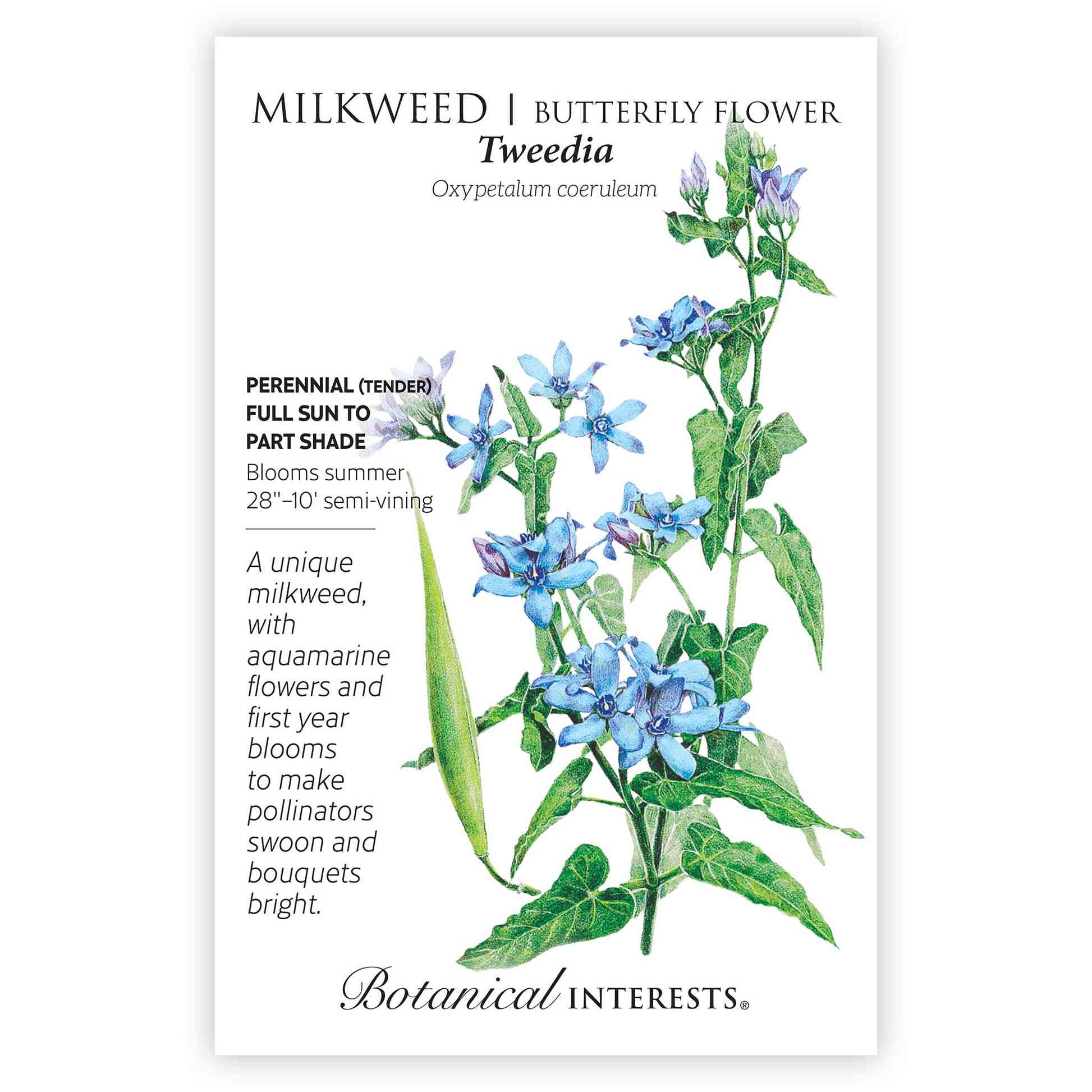 Tweedia Milkweed/Butterfly Flower Seeds - Image 3