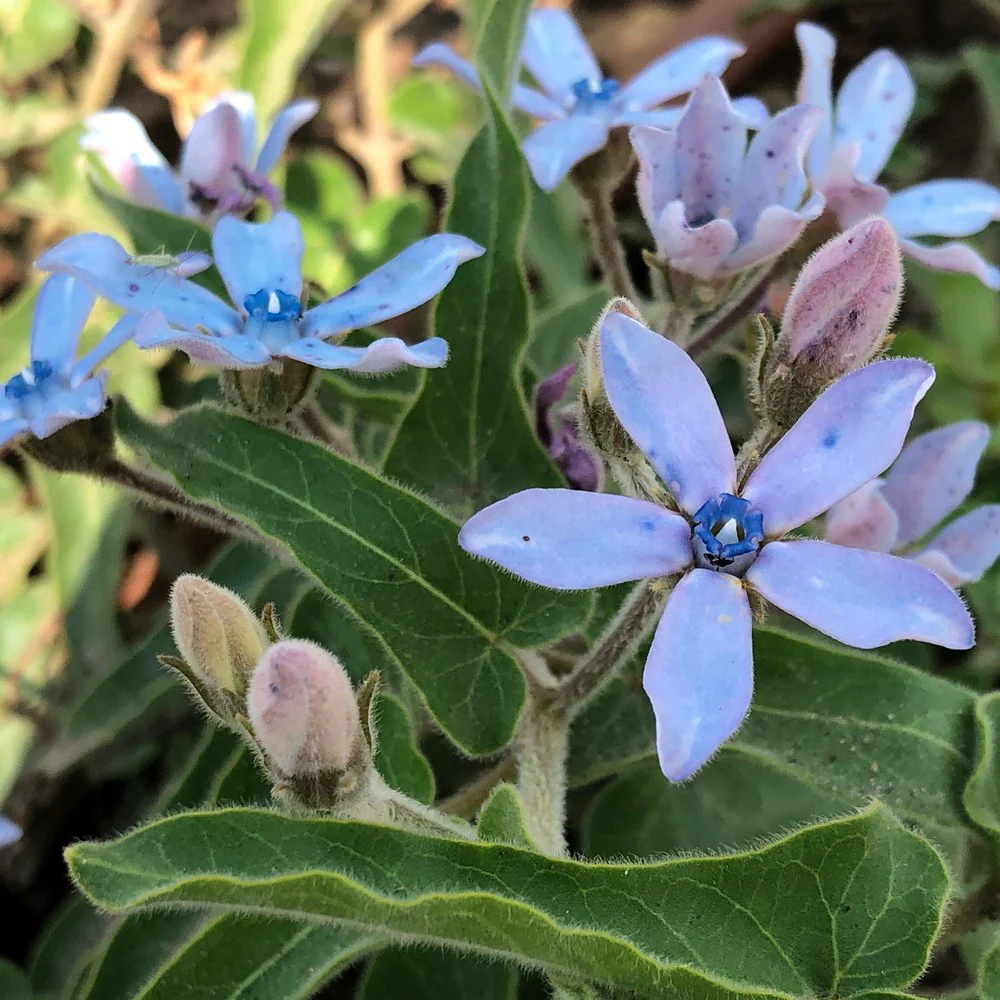 Tweedia Milkweed/Butterfly Flower Seeds - Image 5
