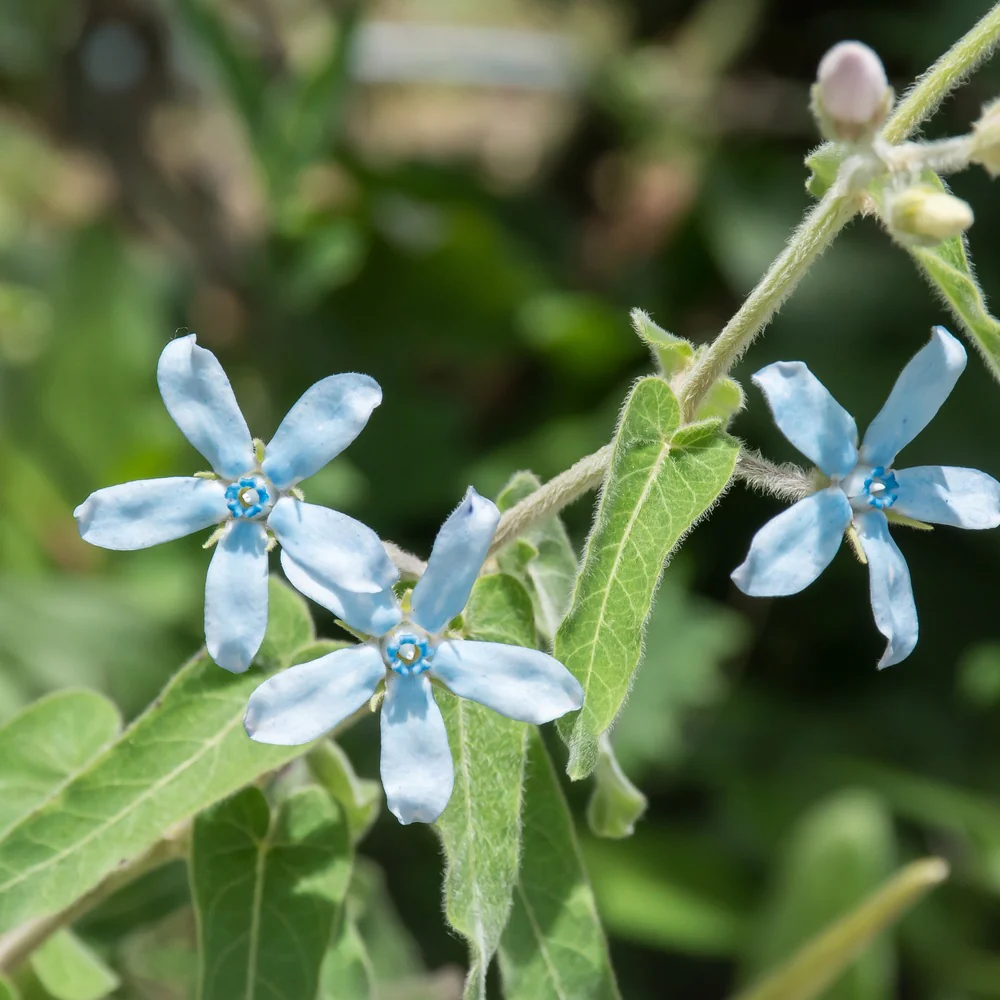 Tweedia Milkweed/Butterfly Flower Seeds - Image 6