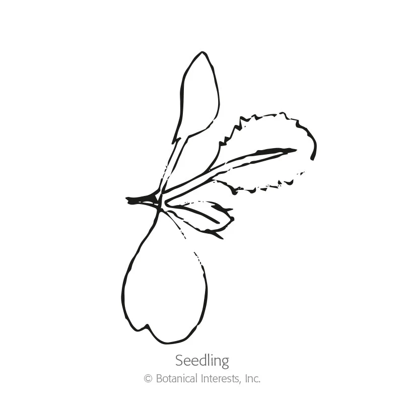 Twister Cauliflower Seeds - Image 2