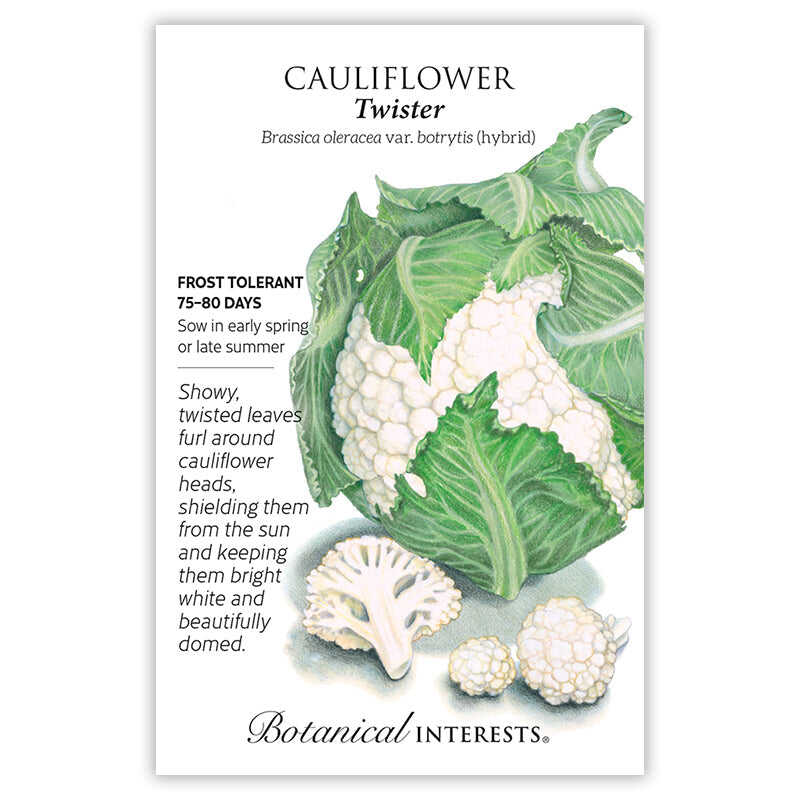 Twister Cauliflower Seeds - Image 3