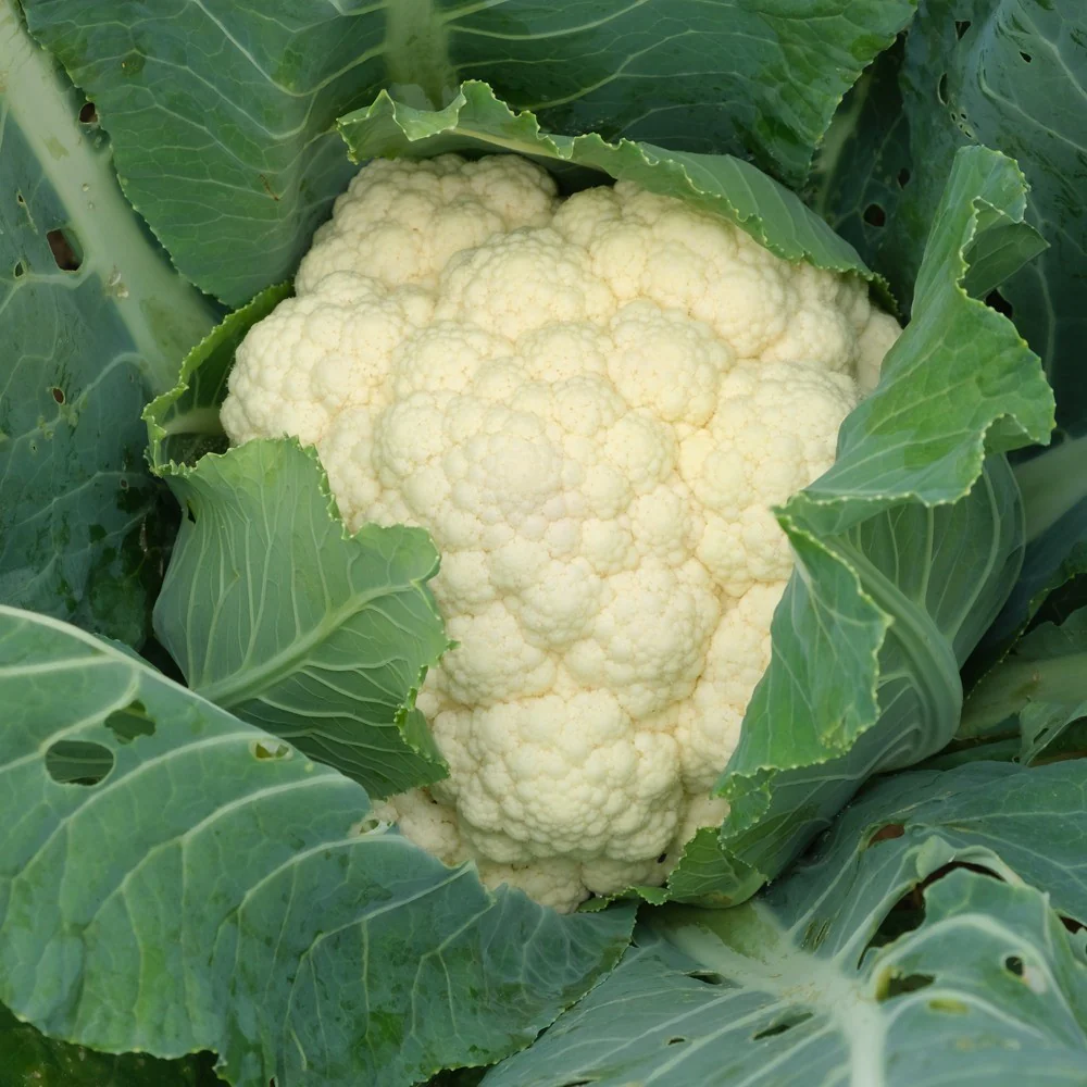 Twister Cauliflower Seeds - Image 4