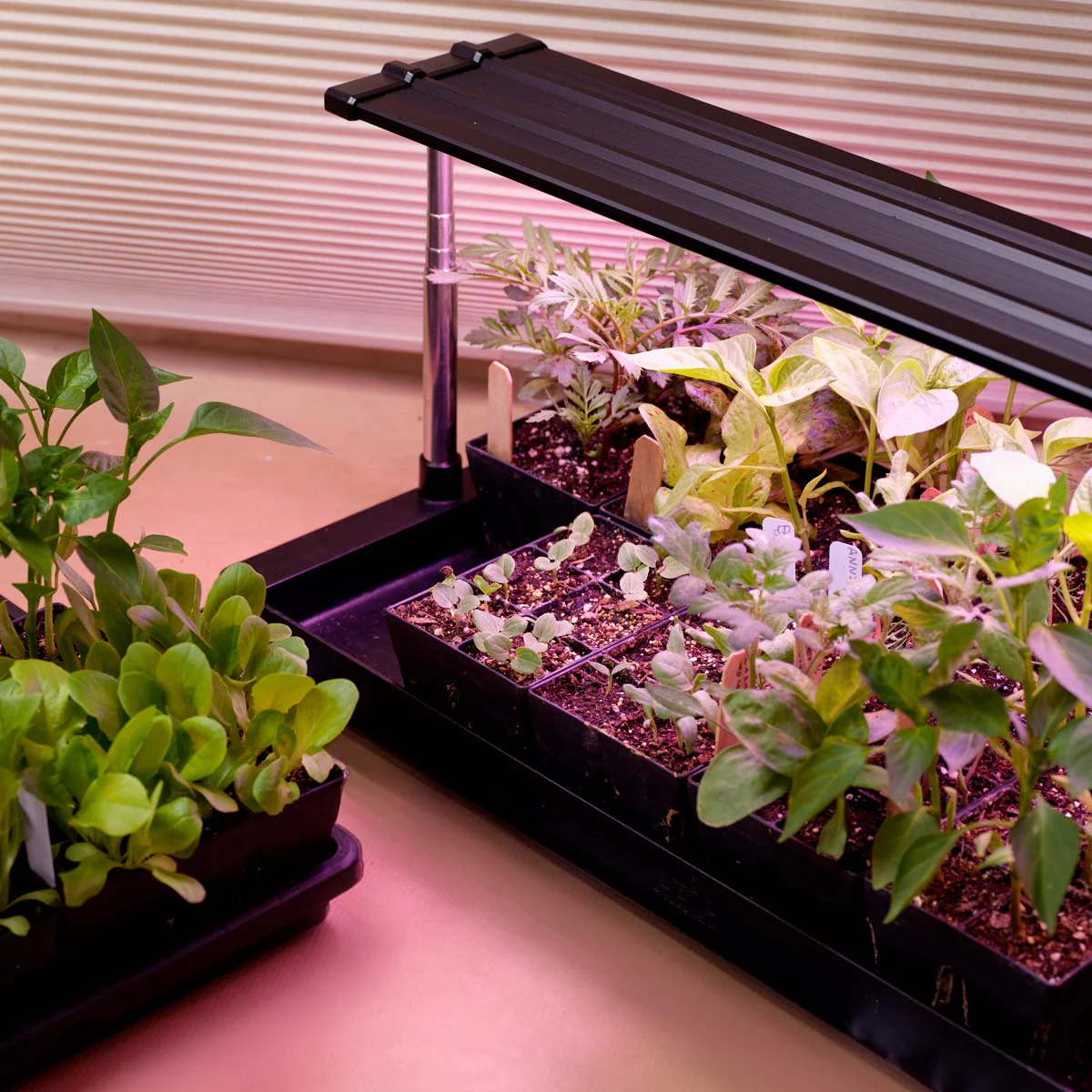 The Ultimate Seed Starting Kit - Image 5