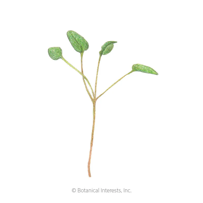 Upland Cress Microgreens Seeds - Image 2