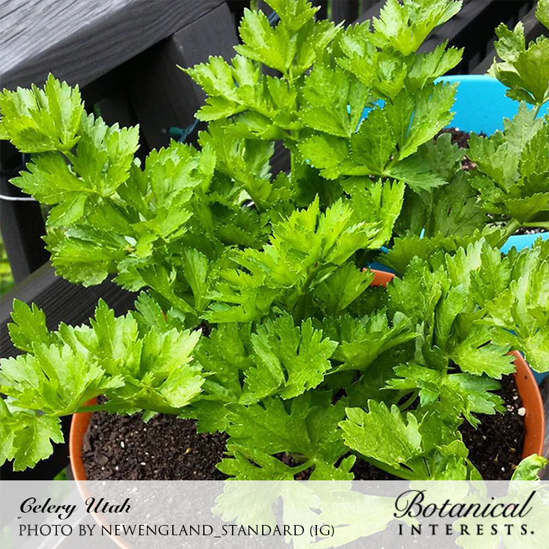 Utah Celery Seeds - Image 4