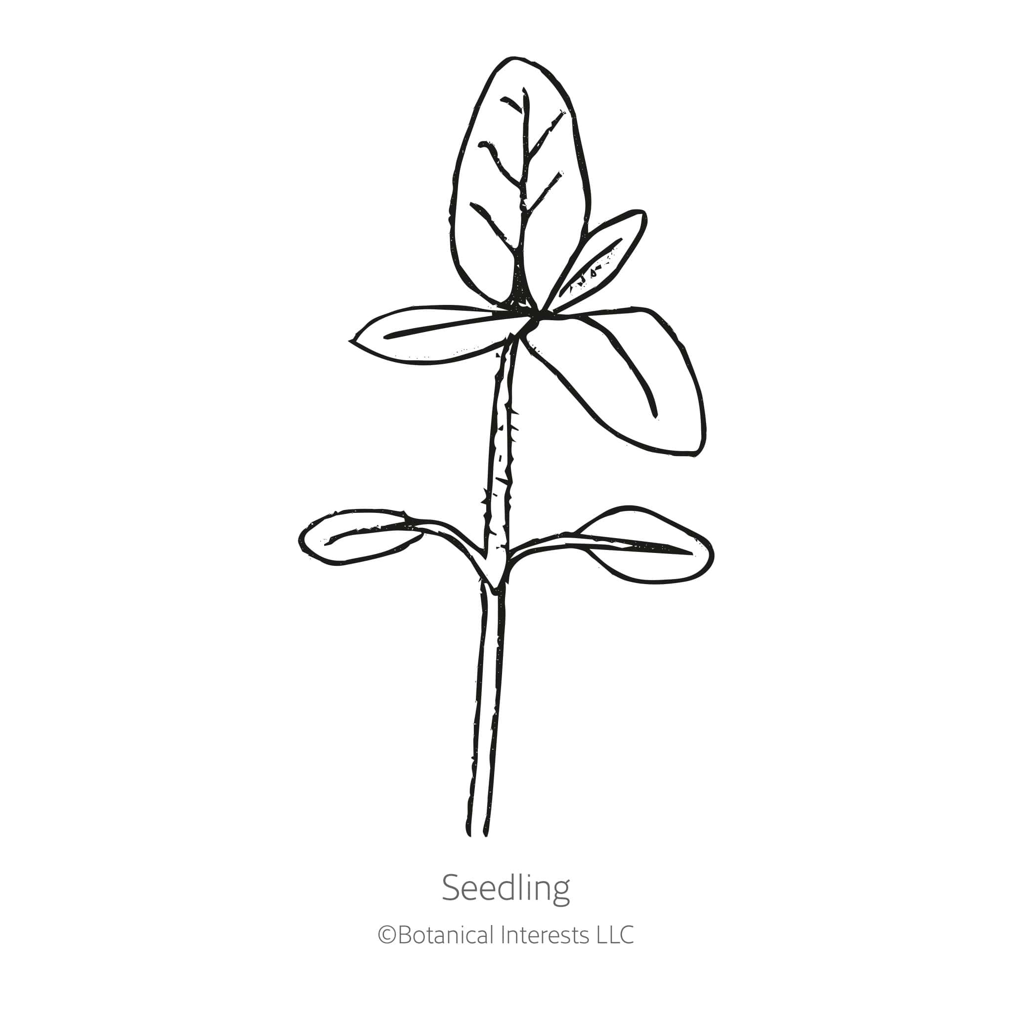 Vanilla Ice Sunflower Seeds - Image 2