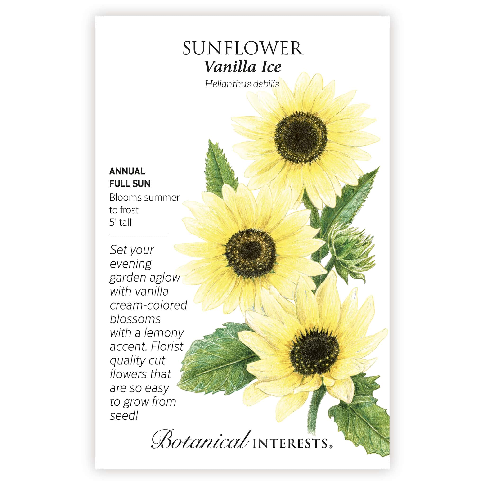 Vanilla Ice Sunflower Seeds - Image 3