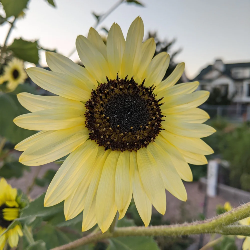 Vanilla Ice Sunflower Seeds - Image 4