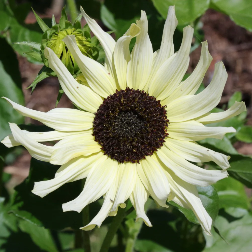 Vanilla Ice Sunflower Seeds - Image 5