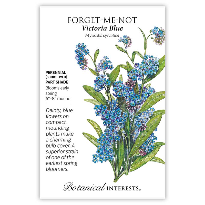 Victoria Blue Forget-Me-Not Seeds - Image 3