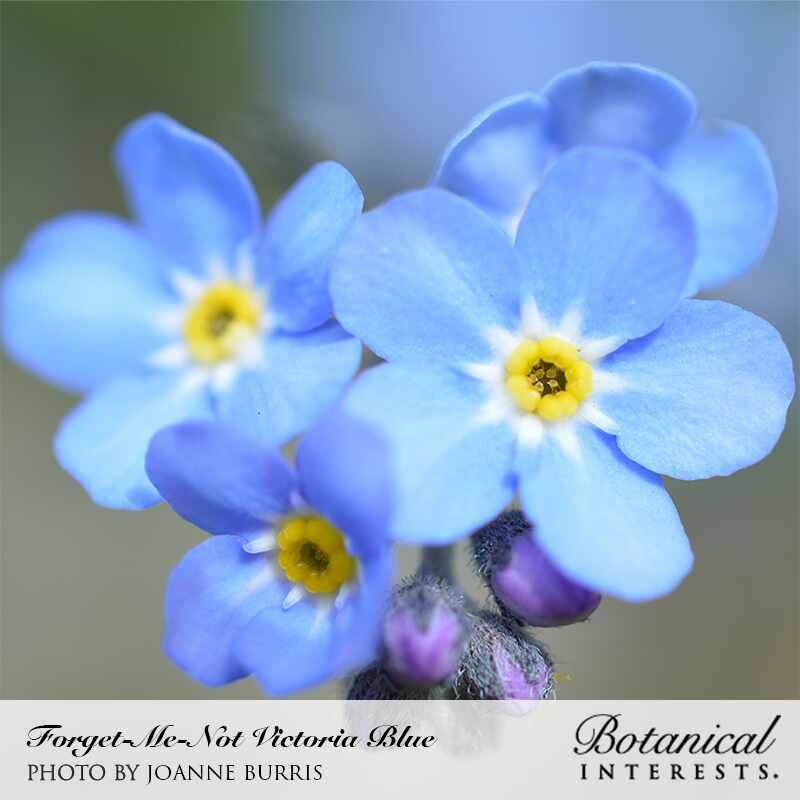 Victoria Blue Forget-Me-Not Seeds - Image 4