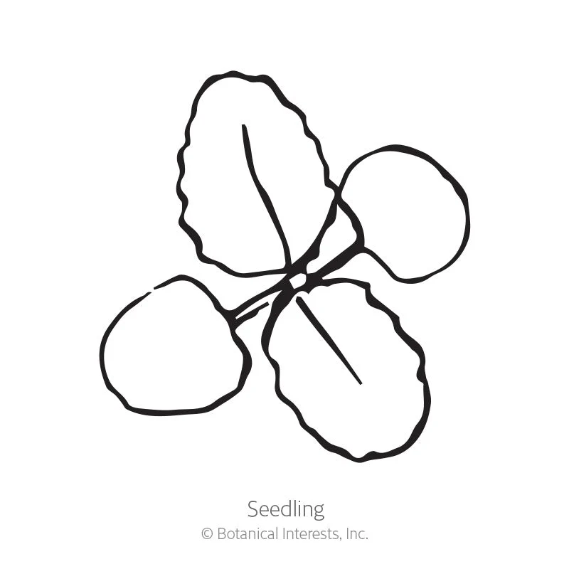 Violet Queen Salvia Seeds - Image 2