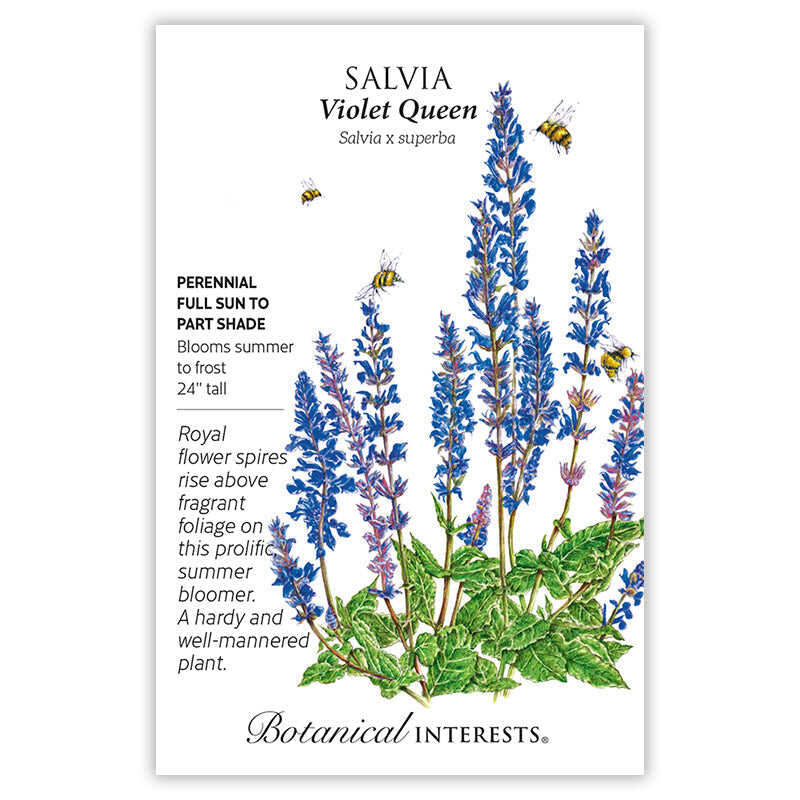 Violet Queen Salvia Seeds - Image 3