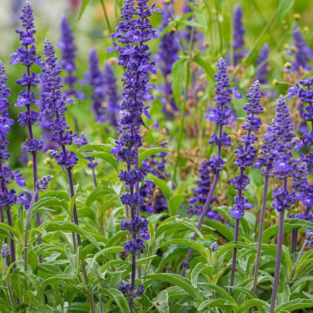 Violet Queen Salvia Seeds - Image 4