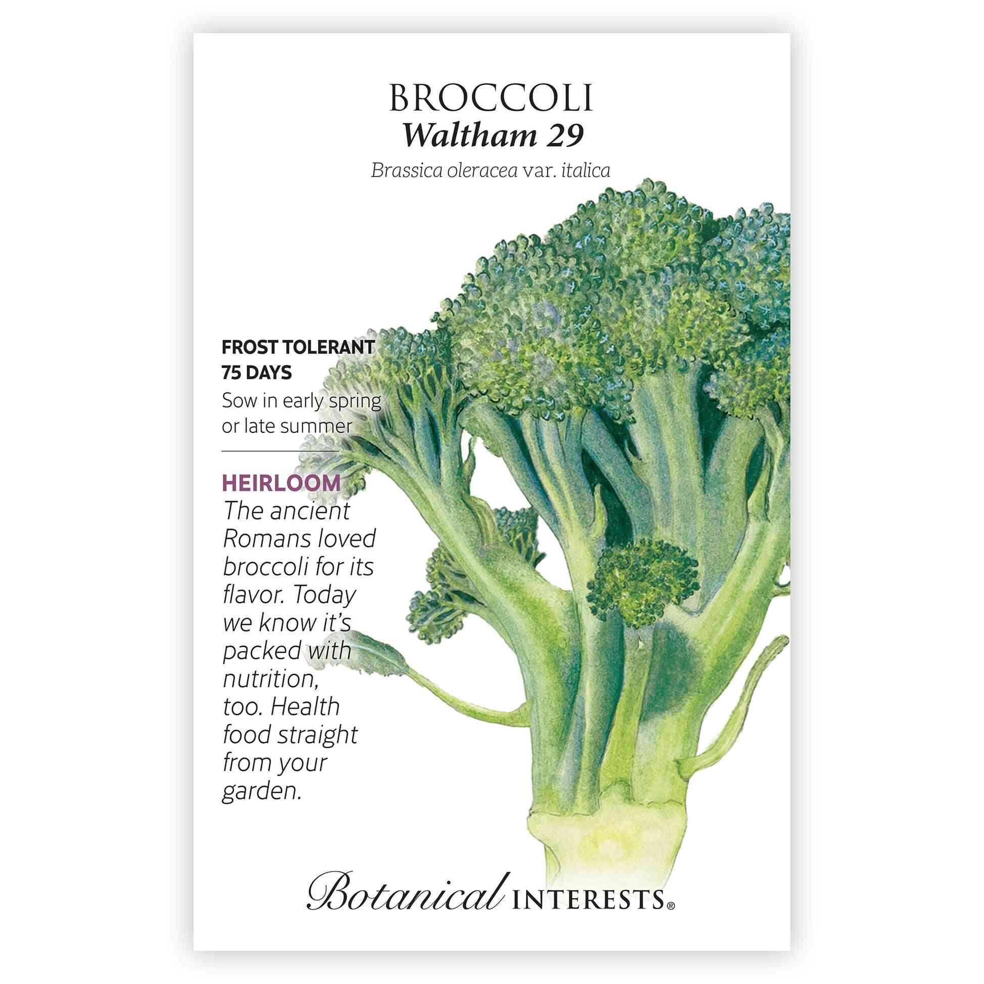 Waltham 29 Broccoli Seeds - Image 3