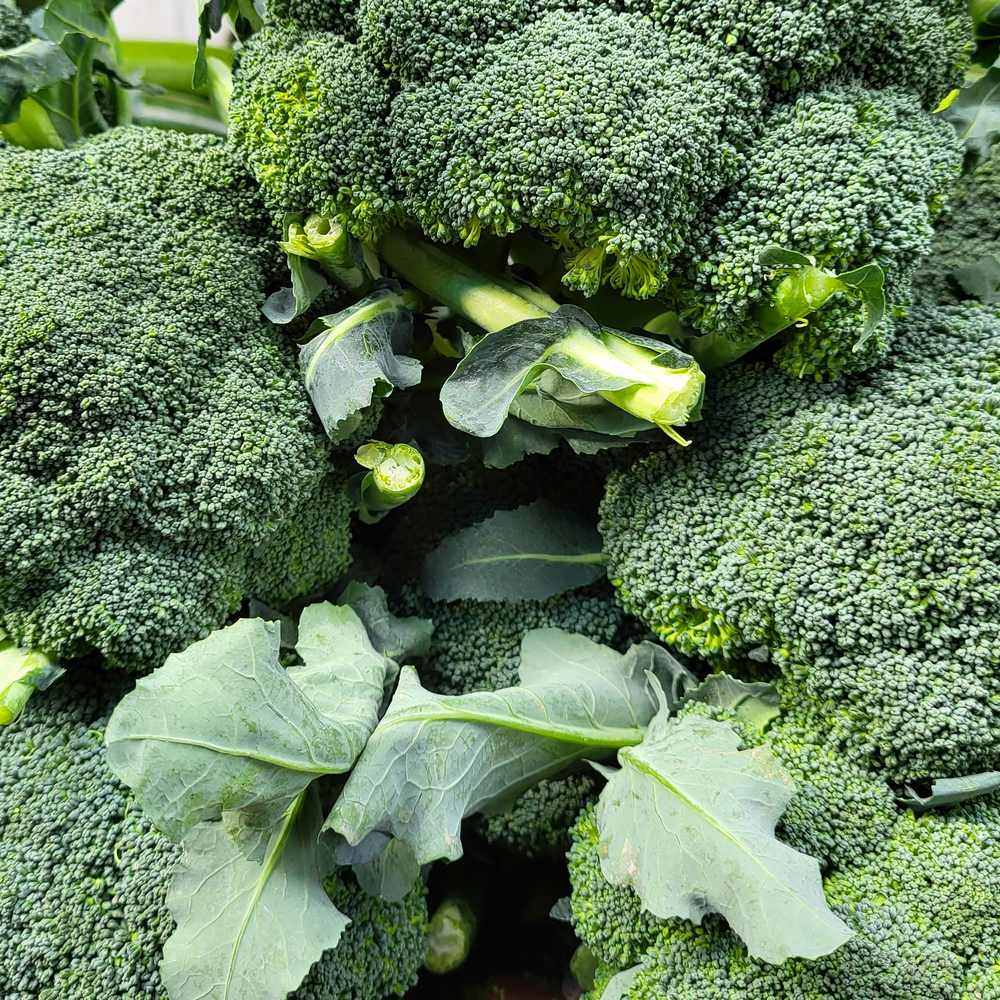 Waltham 29 Broccoli Seeds - Image 4