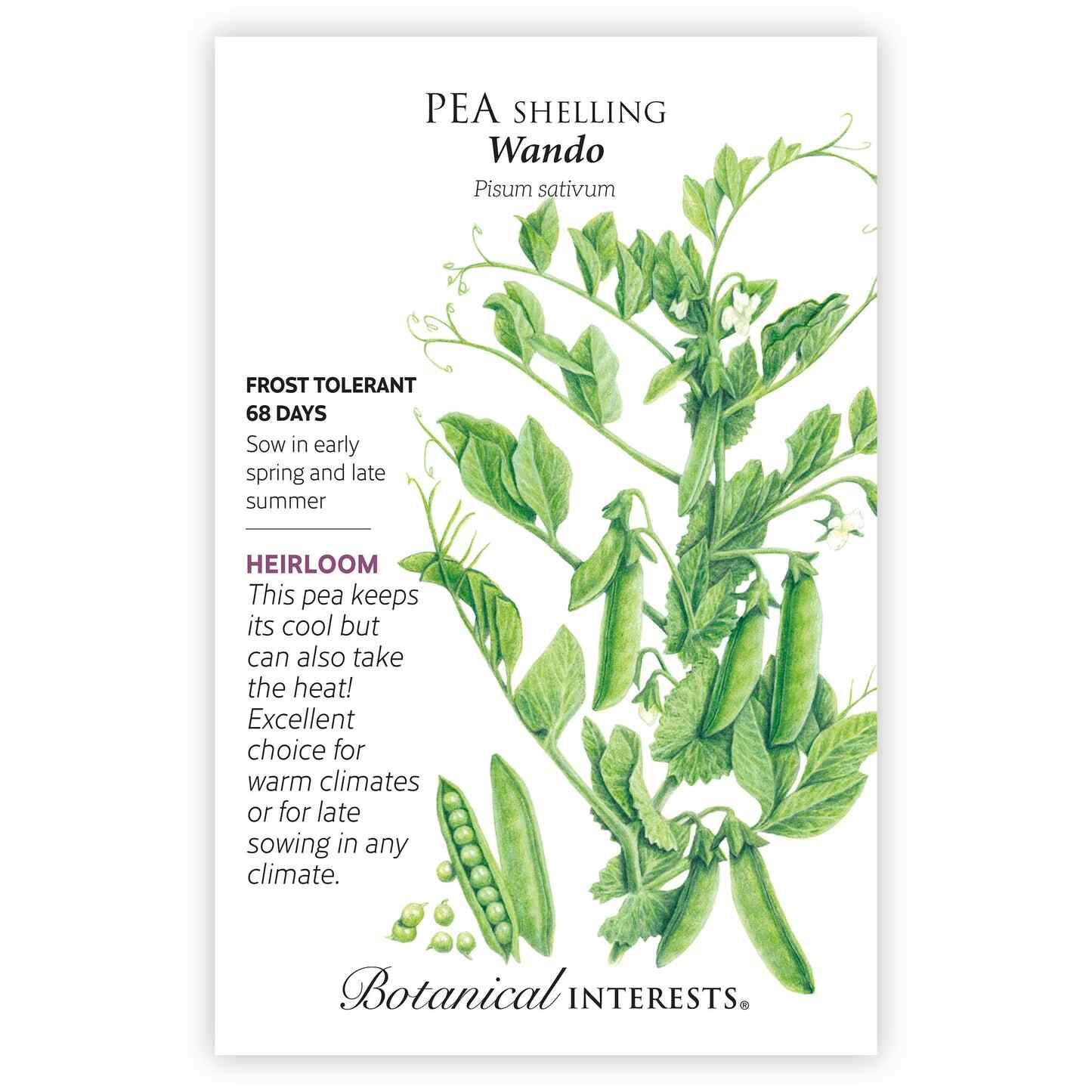 Wando Shelling Pea Seeds - Image 3