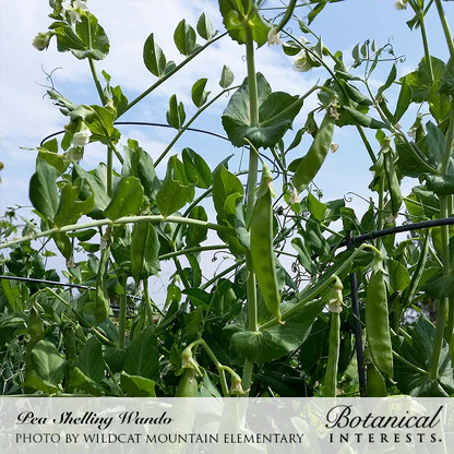Wando Shelling Pea Seeds - Image 4
