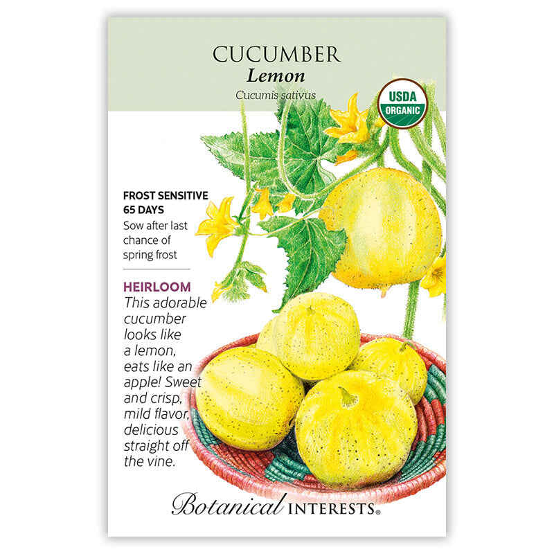 Lemon Cucumber Seeds - Image 3