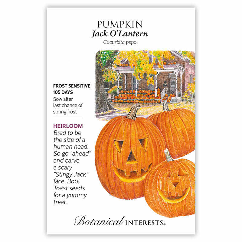 Jack O'Lantern Pumpkin Seeds - Image 3