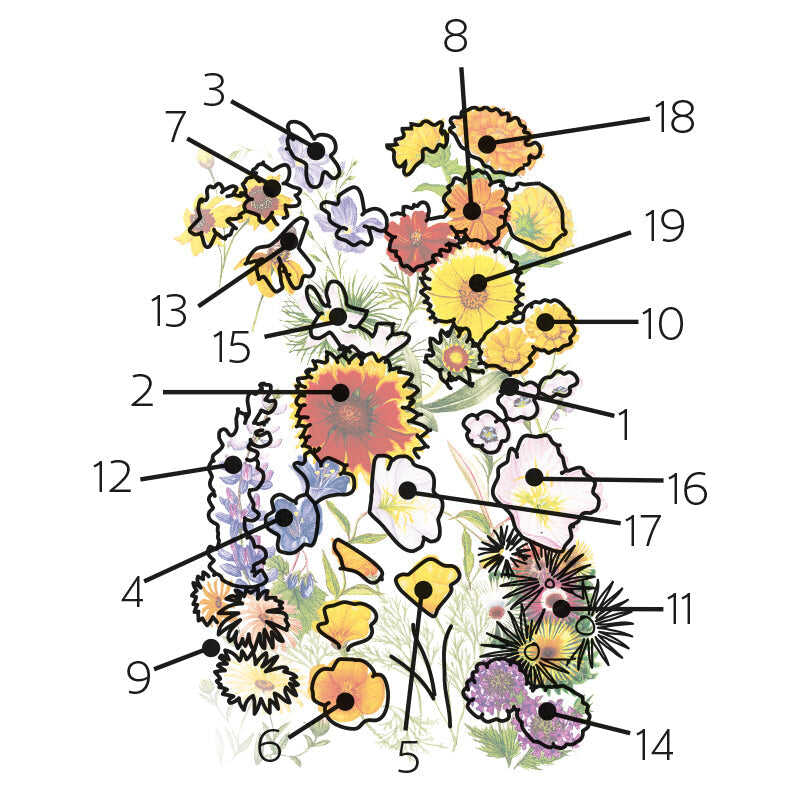 Water-Wise Garden Flower Mix Seeds - Image 3