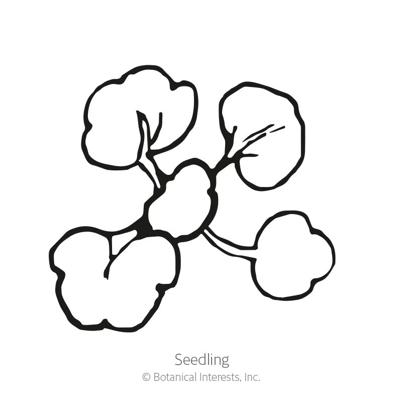 Watercress Seeds - Image 2