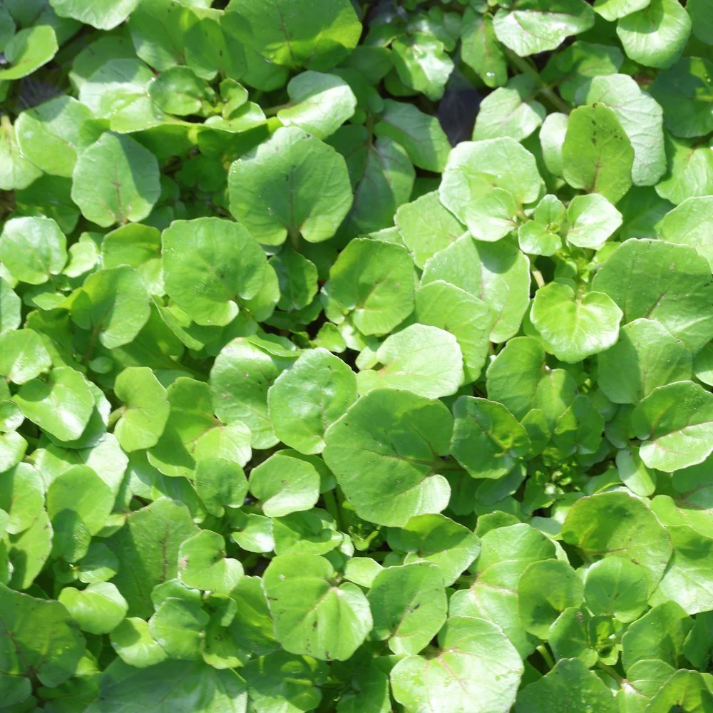 Watercress Seeds - Image 4