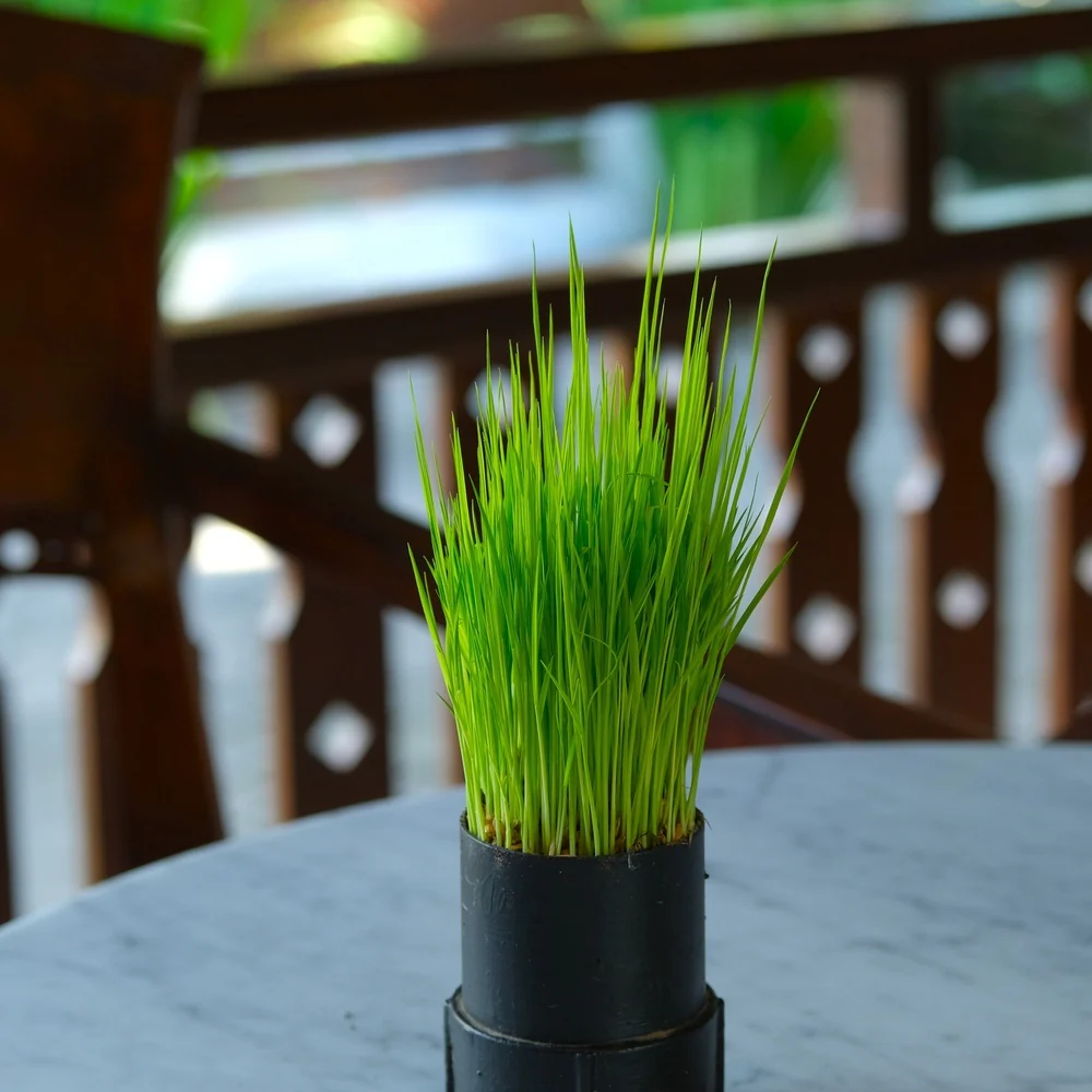 Wheatgrass Juice Seeds - Image 4