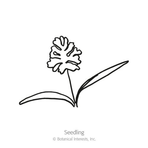 White Lace Orlaya Seeds - Image 2