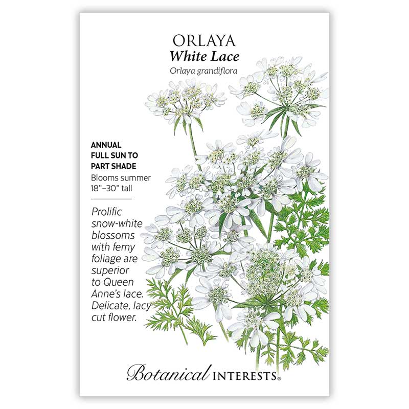 White Lace Orlaya Seeds - Image 3